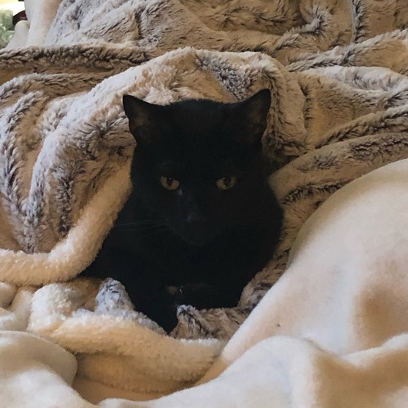 Meet your Posher, Nikki - Picture 3 of 4